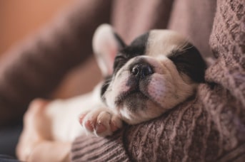dormido-perrito.jpg